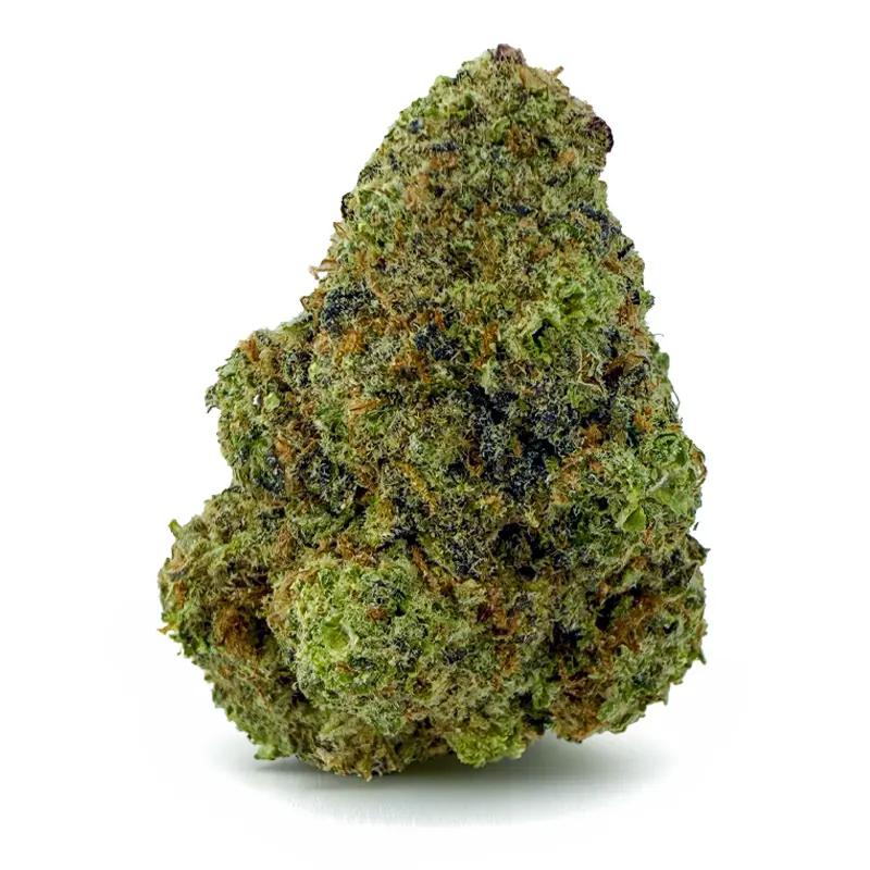 TROPICAL QUEEN (STV)