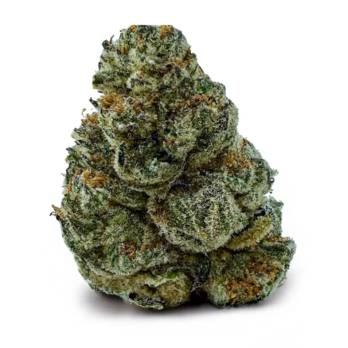 COSMIC SATIVA